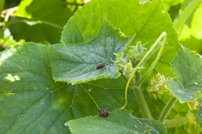 बेल वाली सब्जियों में कीट नियंत्रण के उपाय - Pests & Control In Vine Vegetables In Hindi